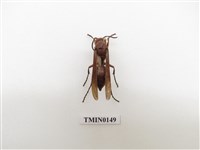 藏品(蜂)的圖片